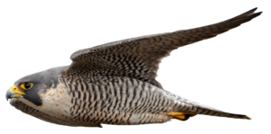 falcon